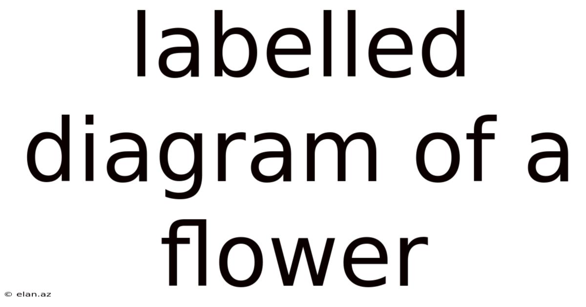 Labelled Diagram Of A Flower