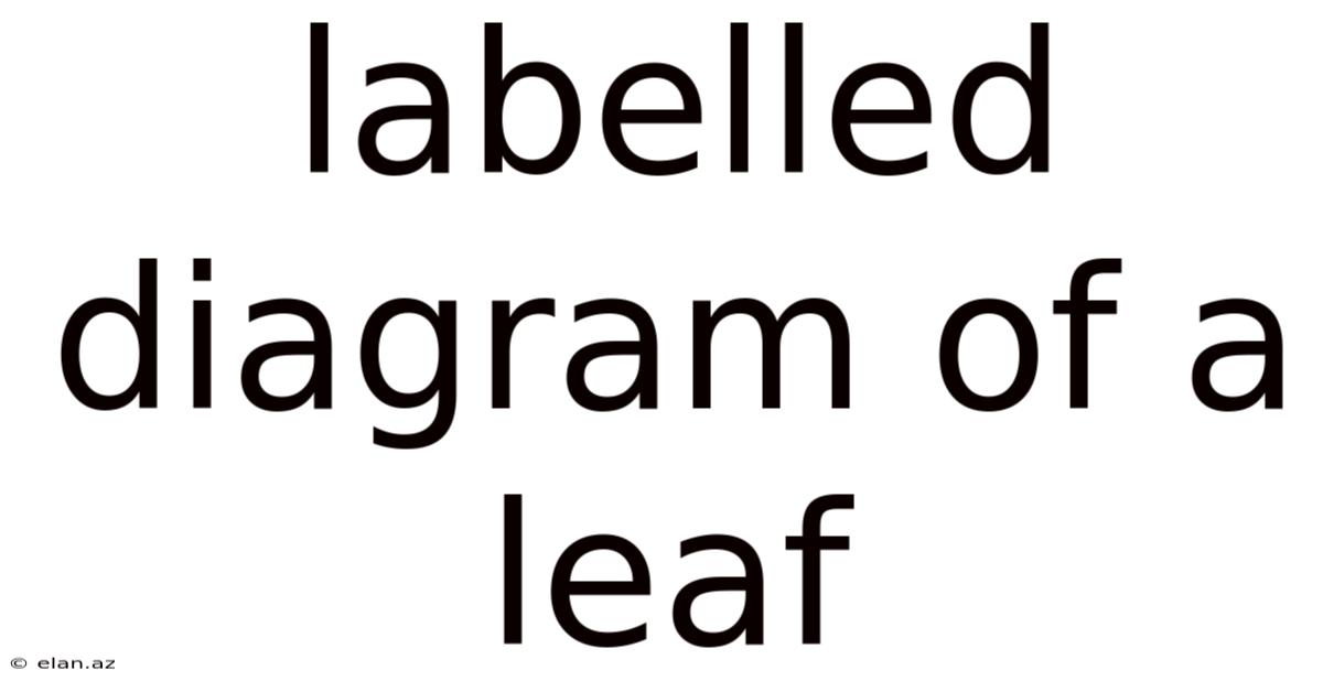 Labelled Diagram Of A Leaf