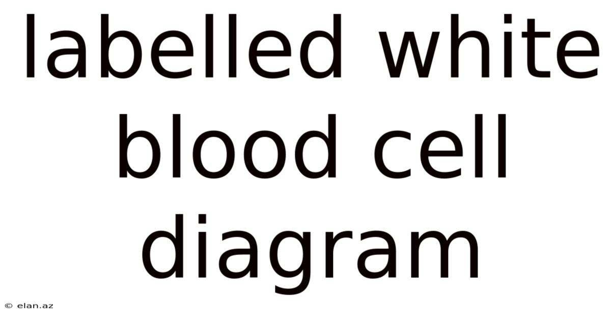Labelled White Blood Cell Diagram