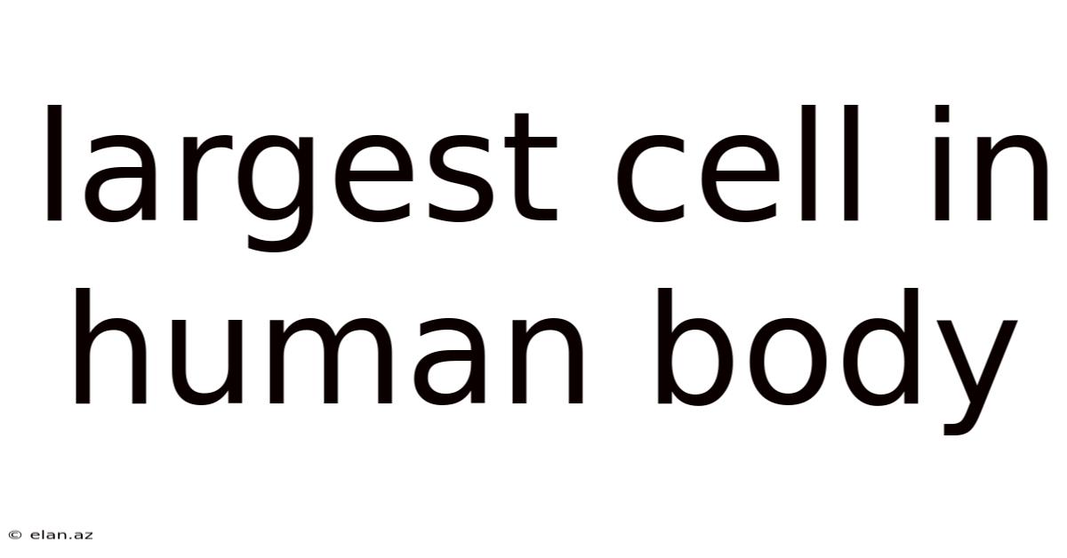 Largest Cell In Human Body