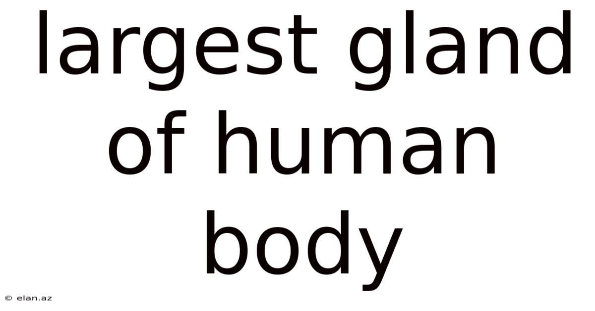 Largest Gland Of Human Body