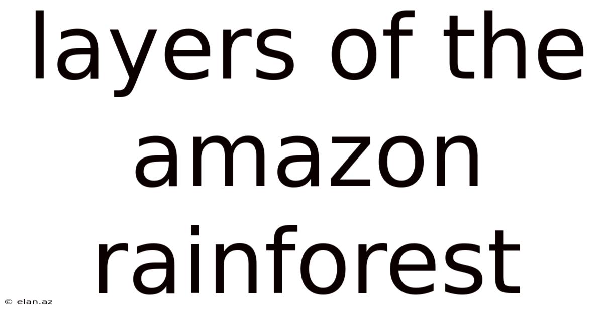 Layers Of The Amazon Rainforest