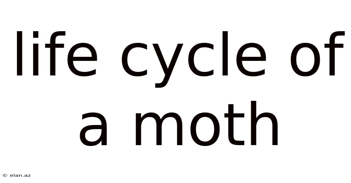 Life Cycle Of A Moth