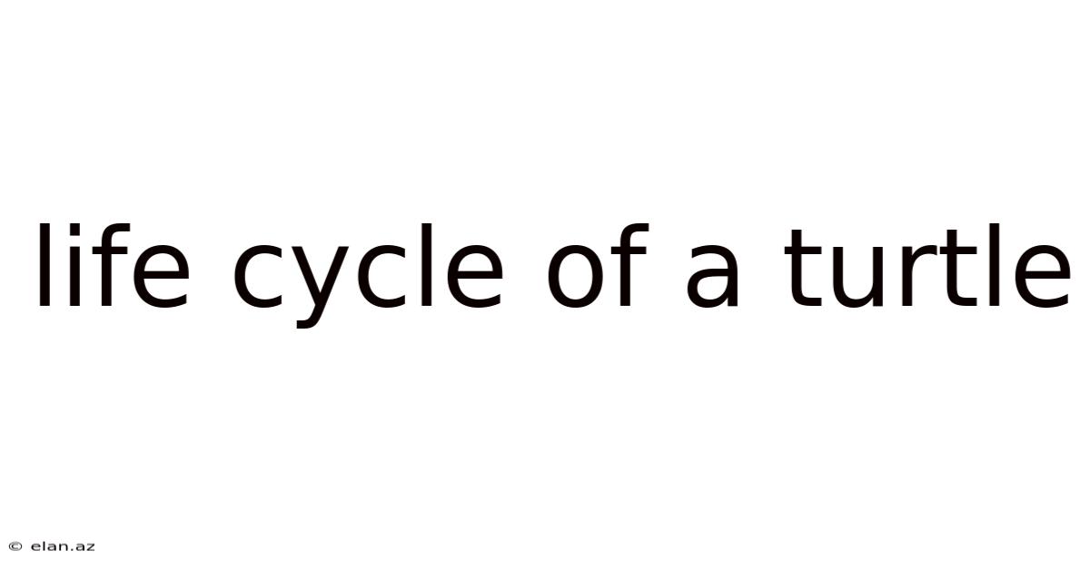 Life Cycle Of A Turtle
