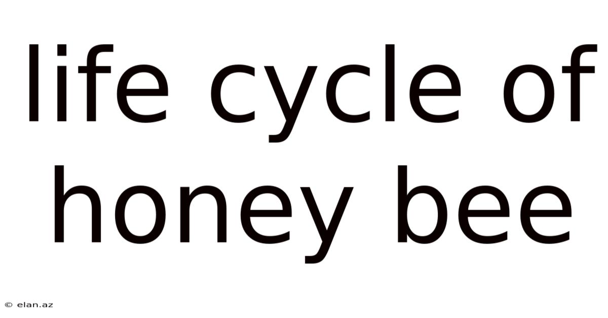 Life Cycle Of Honey Bee