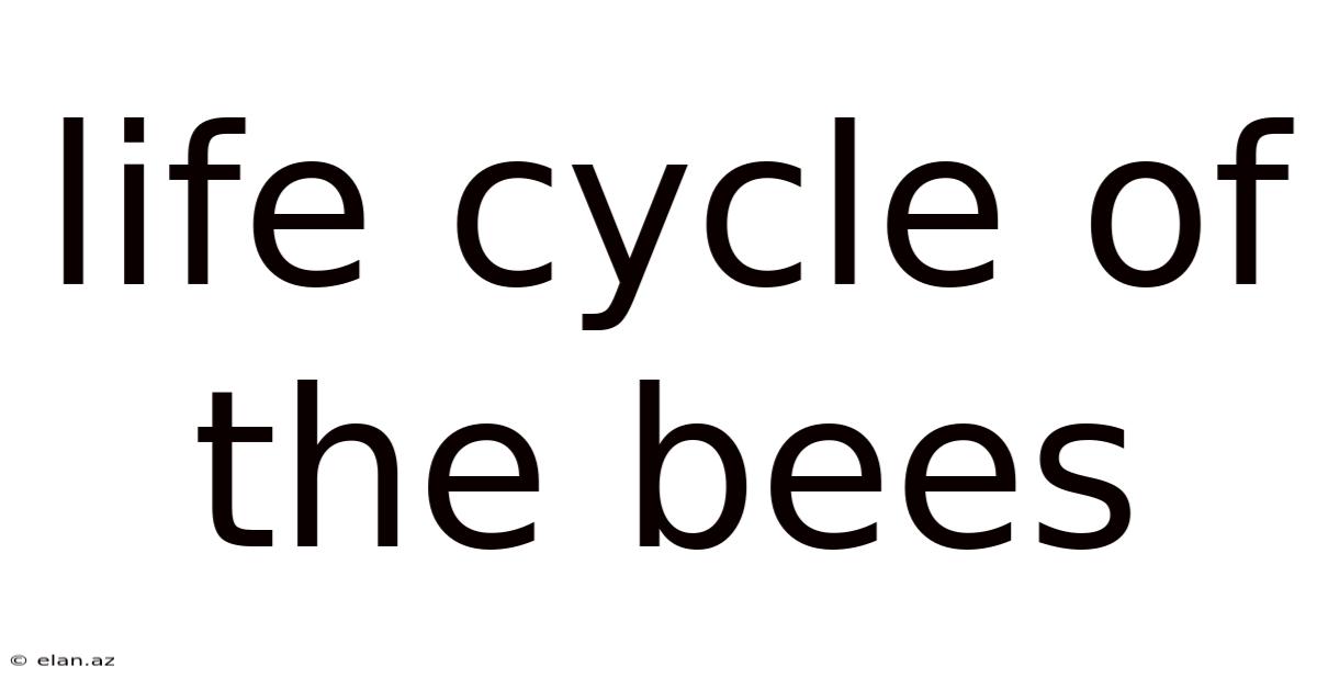 Life Cycle Of The Bees