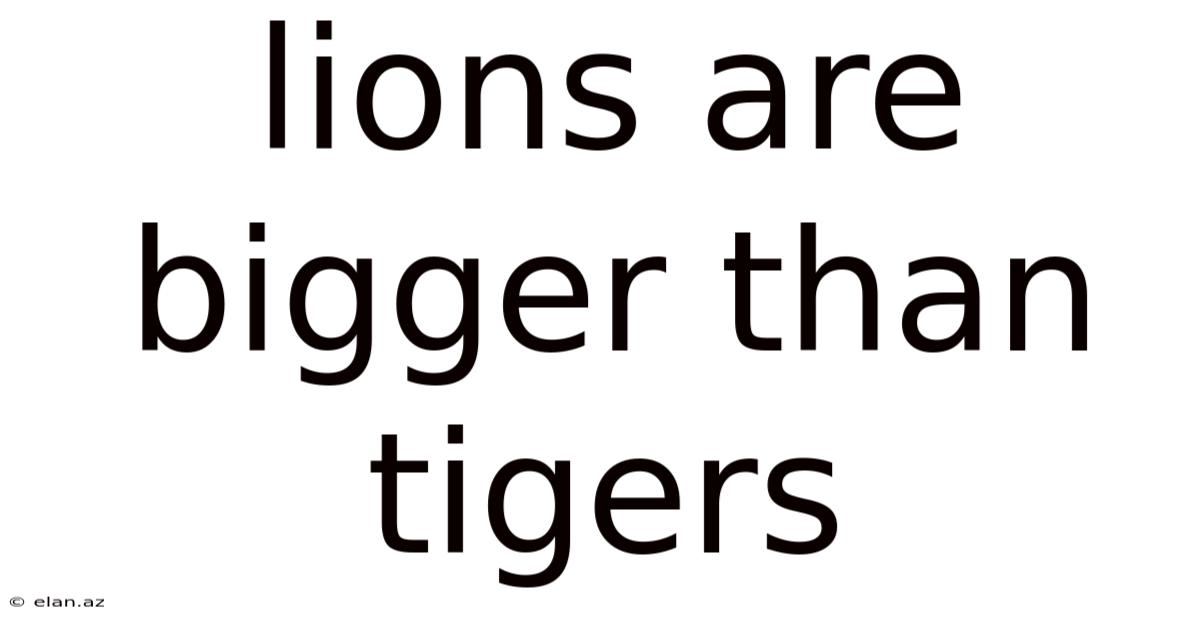 Lions Are Bigger Than Tigers