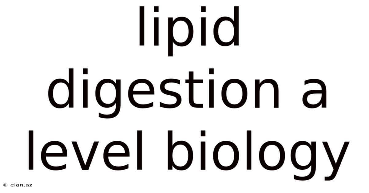Lipid Digestion A Level Biology