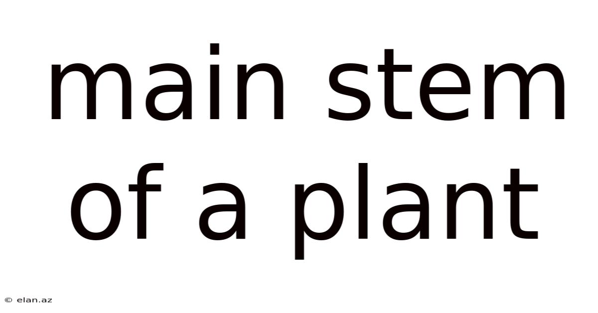 Main Stem Of A Plant