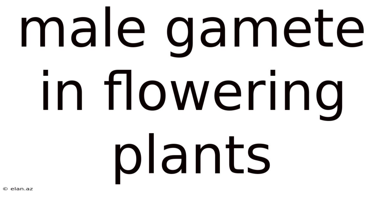 Male Gamete In Flowering Plants
