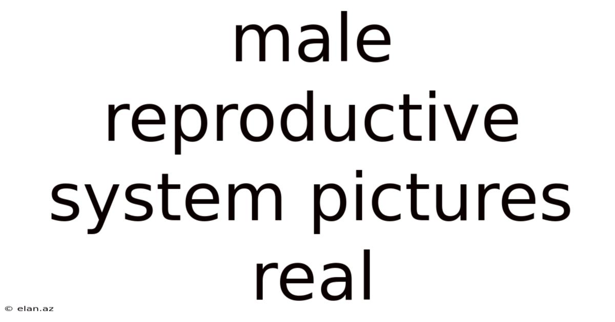 Male Reproductive System Pictures Real