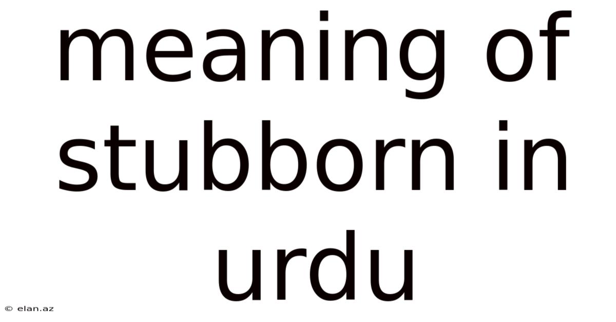 Meaning Of Stubborn In Urdu