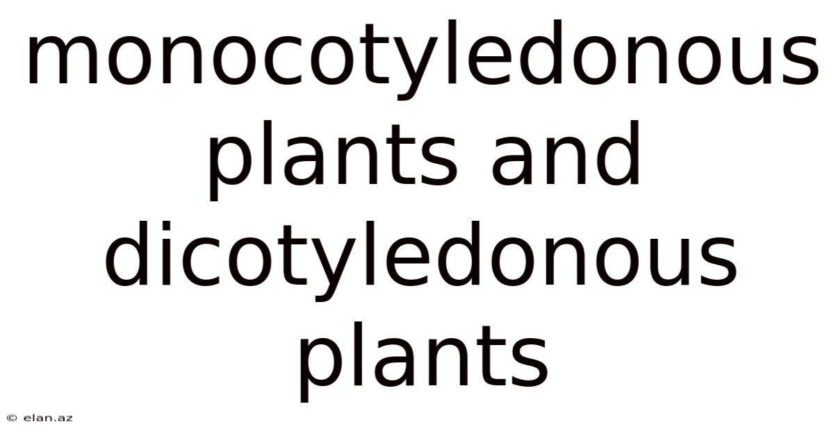 Monocotyledonous Plants And Dicotyledonous Plants