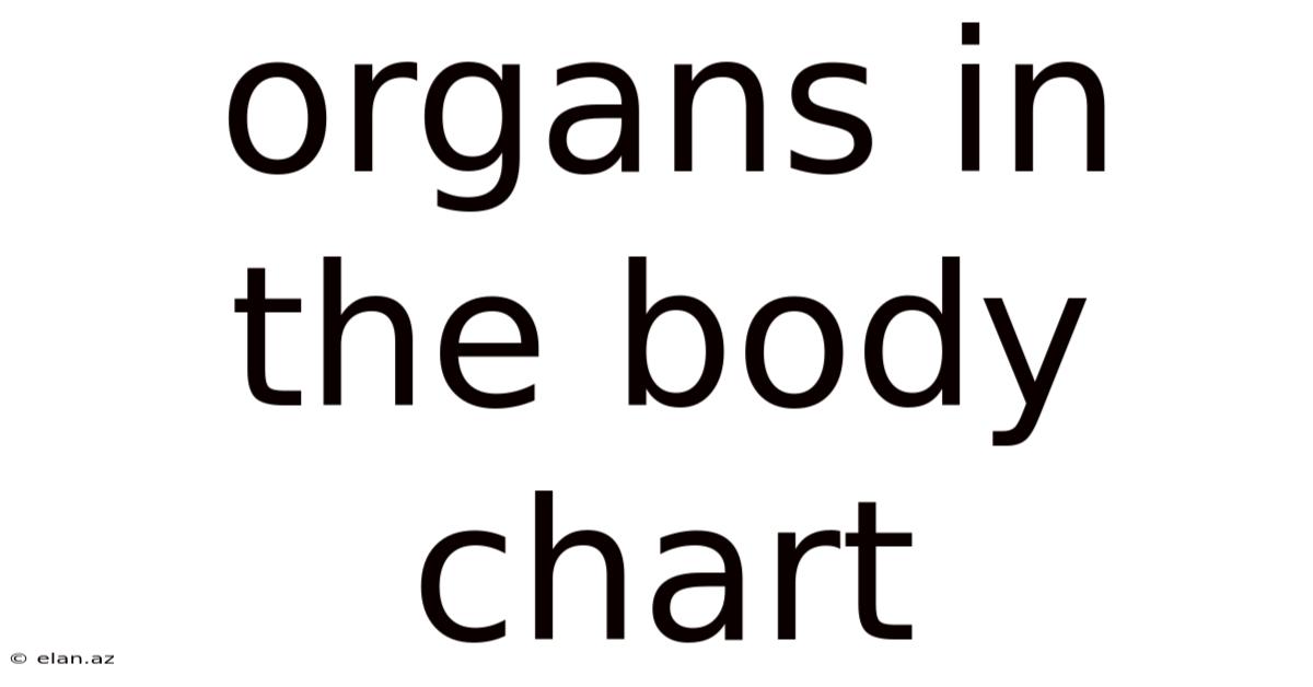 Organs In The Body Chart