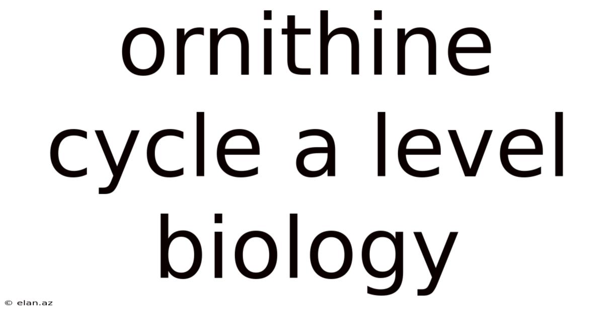 Ornithine Cycle A Level Biology