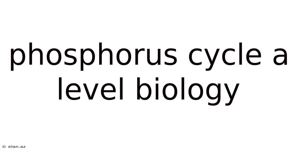Phosphorus Cycle A Level Biology