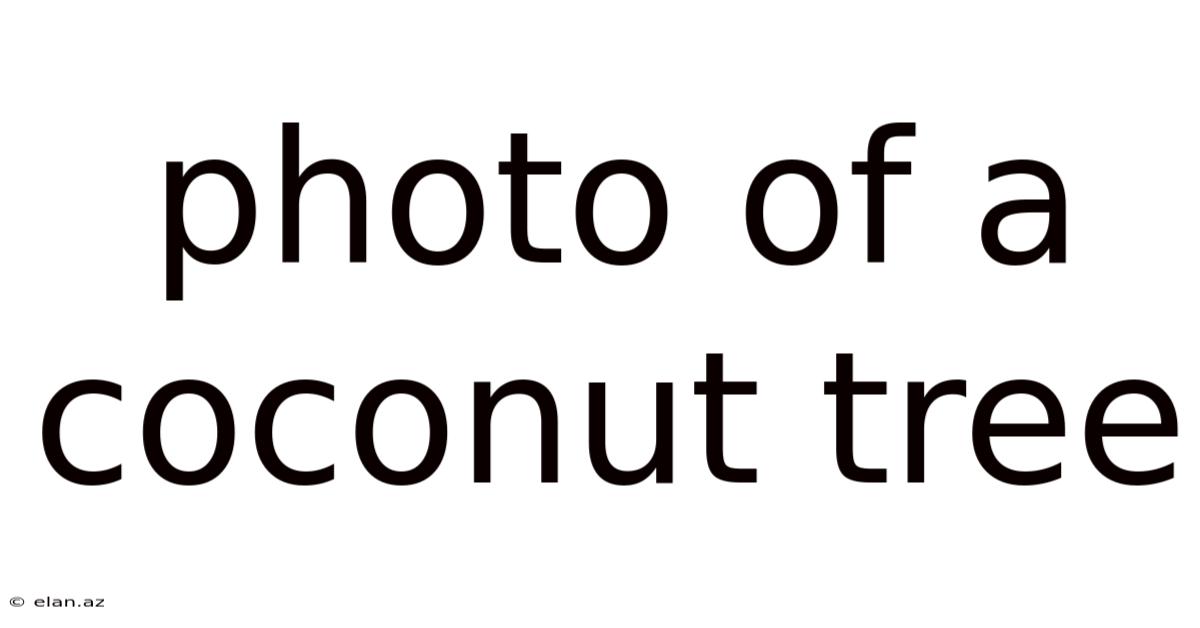Photo Of A Coconut Tree