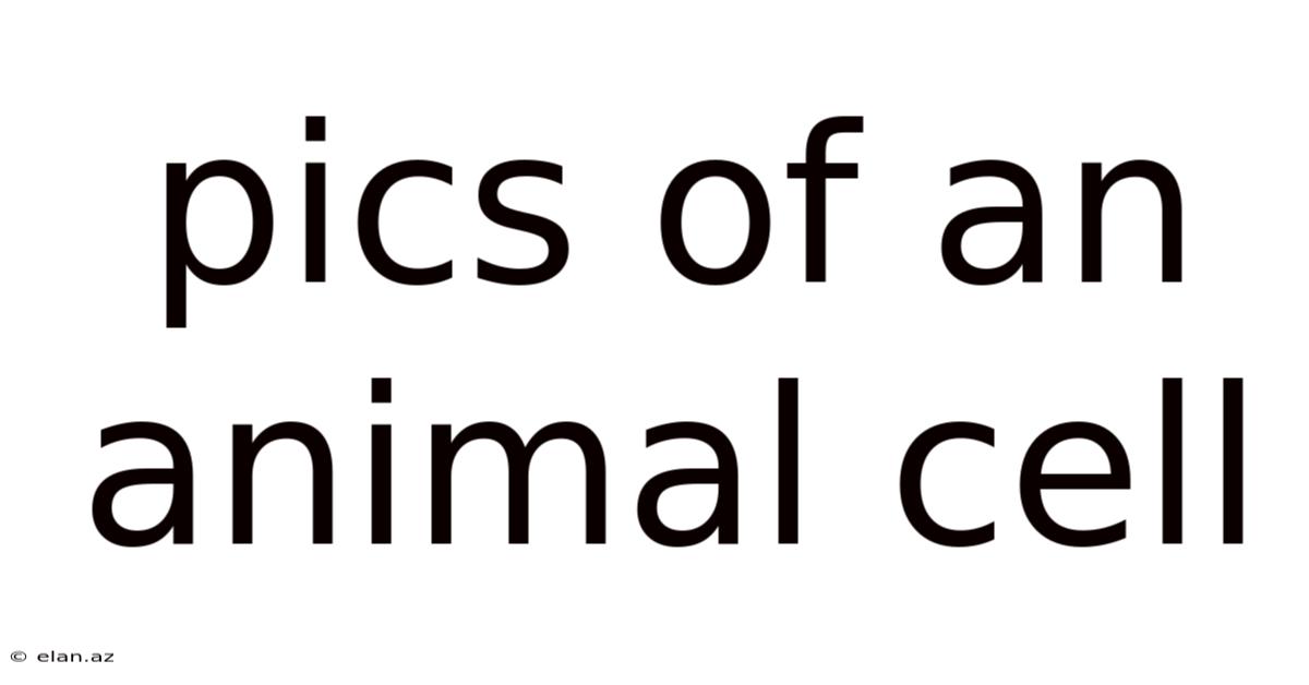 Pics Of An Animal Cell