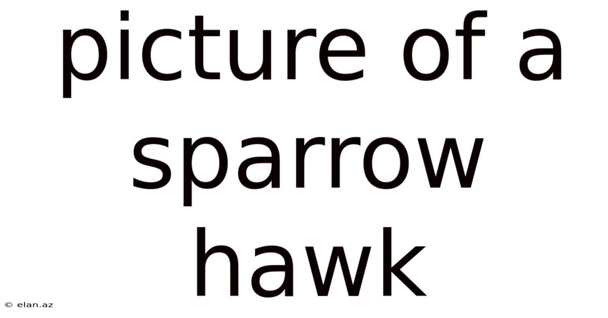 Picture Of A Sparrow Hawk