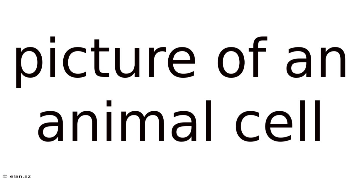 Picture Of An Animal Cell