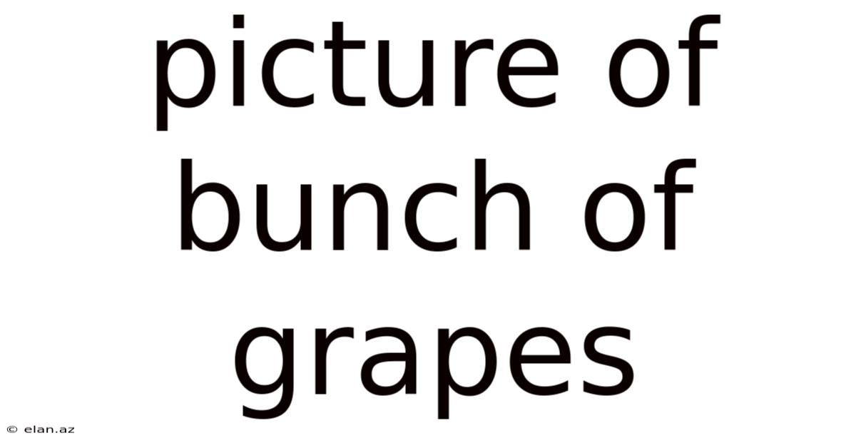 Picture Of Bunch Of Grapes