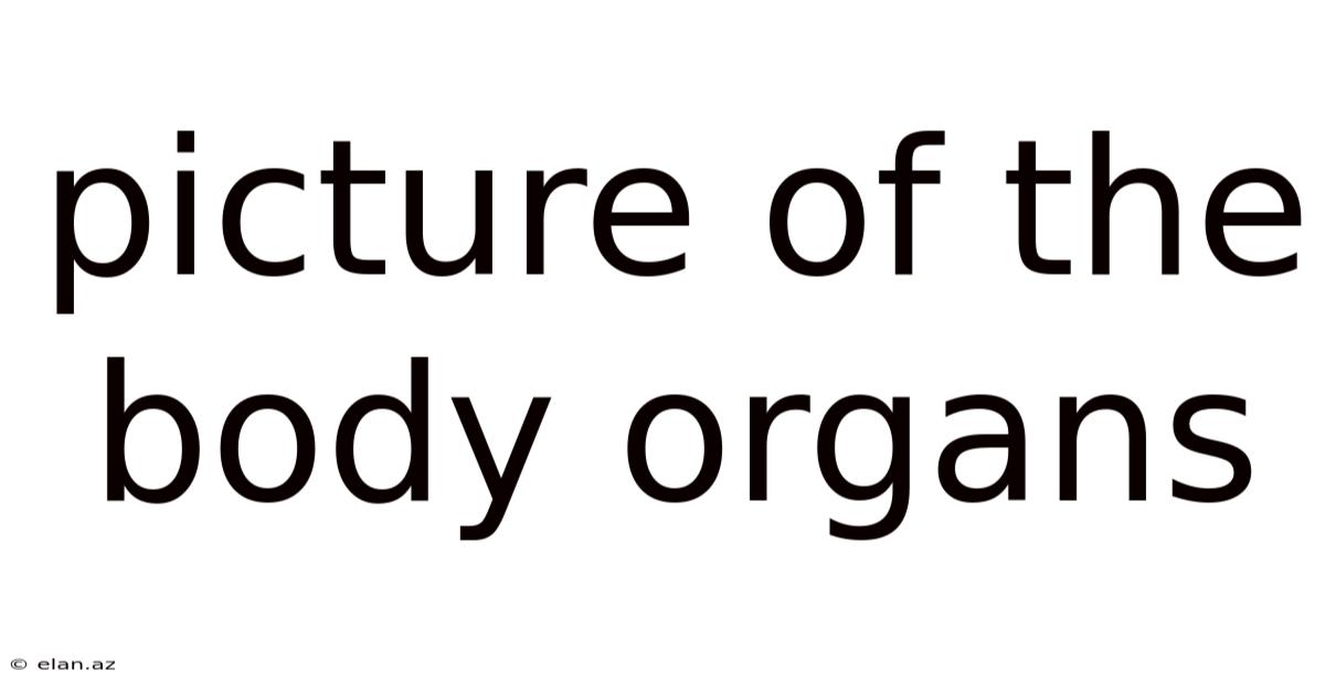 Picture Of The Body Organs