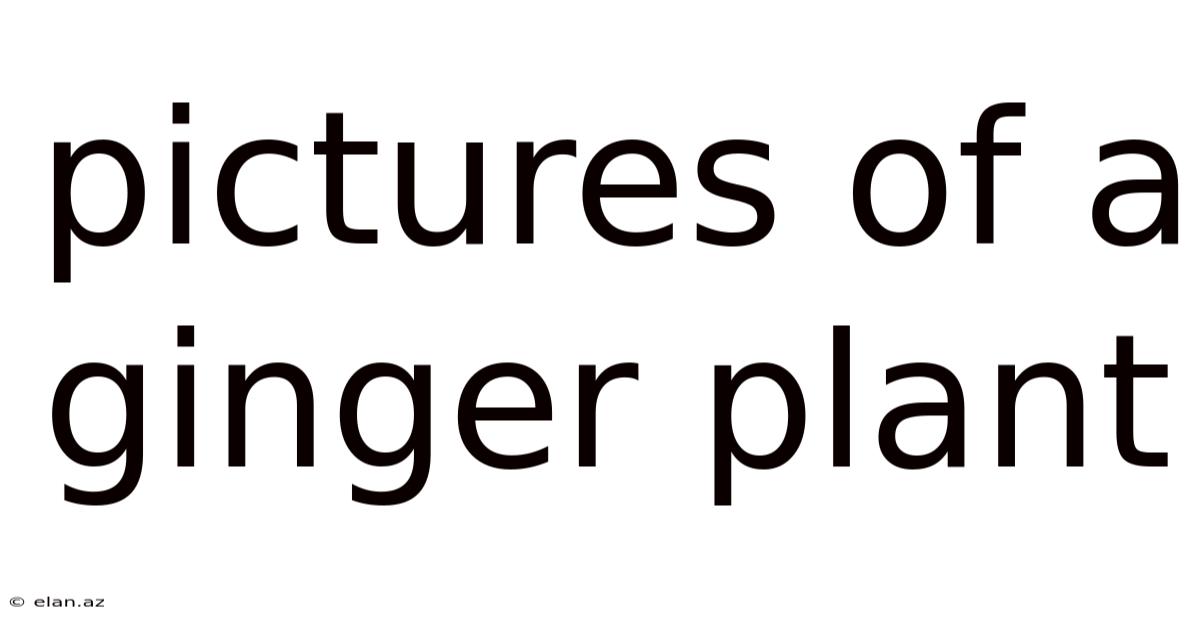 Pictures Of A Ginger Plant