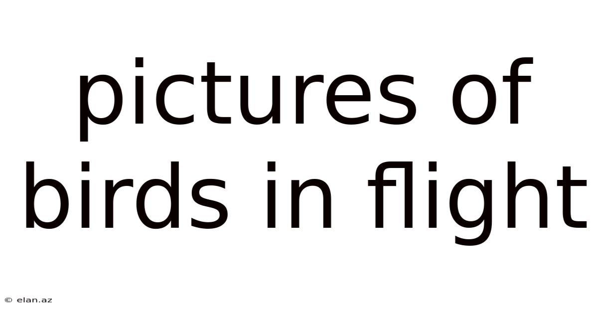 Pictures Of Birds In Flight