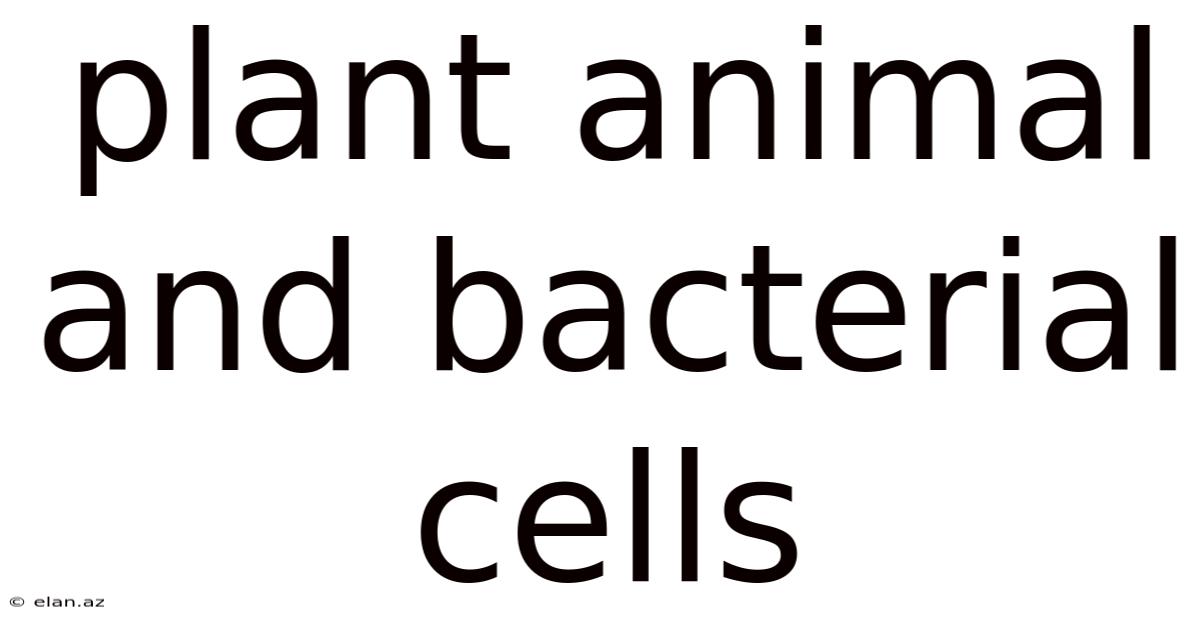Plant Animal And Bacterial Cells