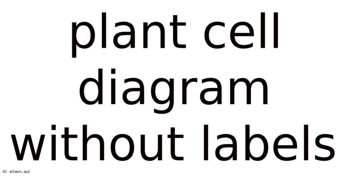 Plant Cell Diagram Without Labels