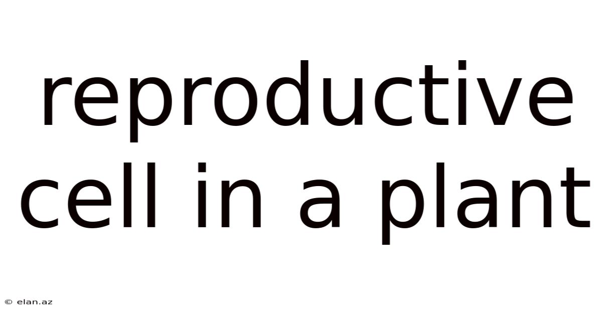 Reproductive Cell In A Plant