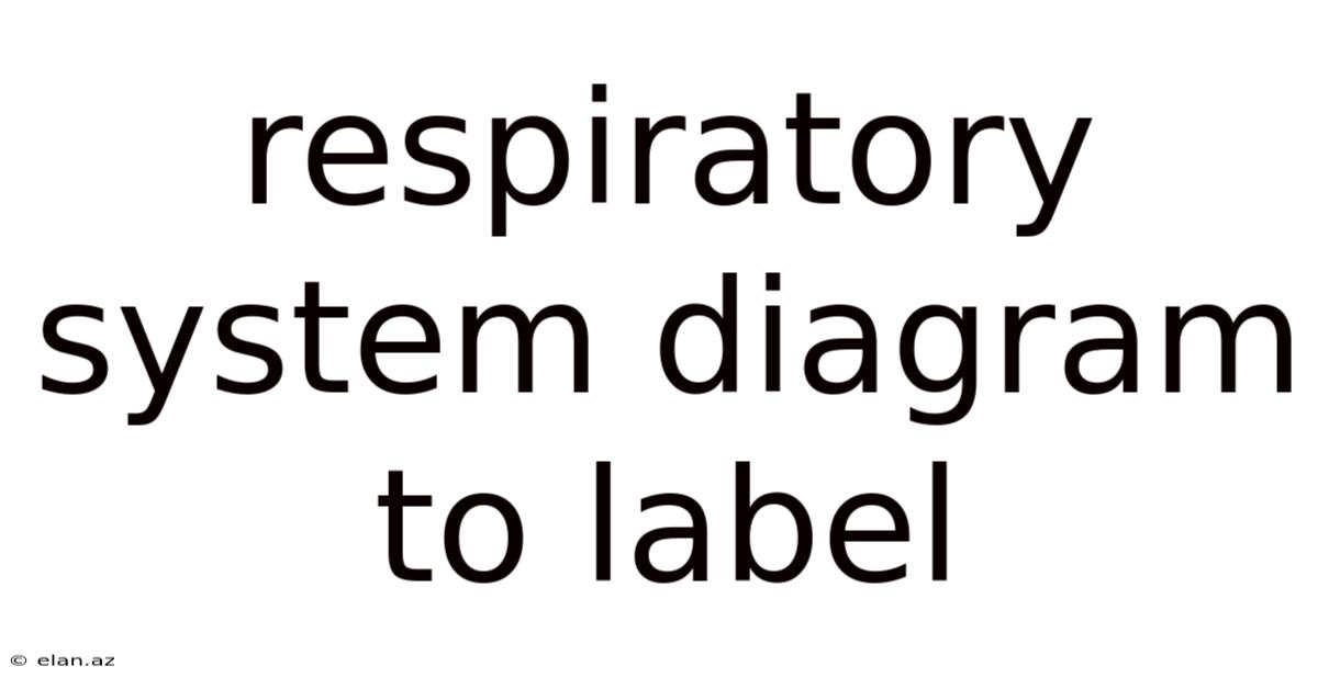 Respiratory System Diagram To Label