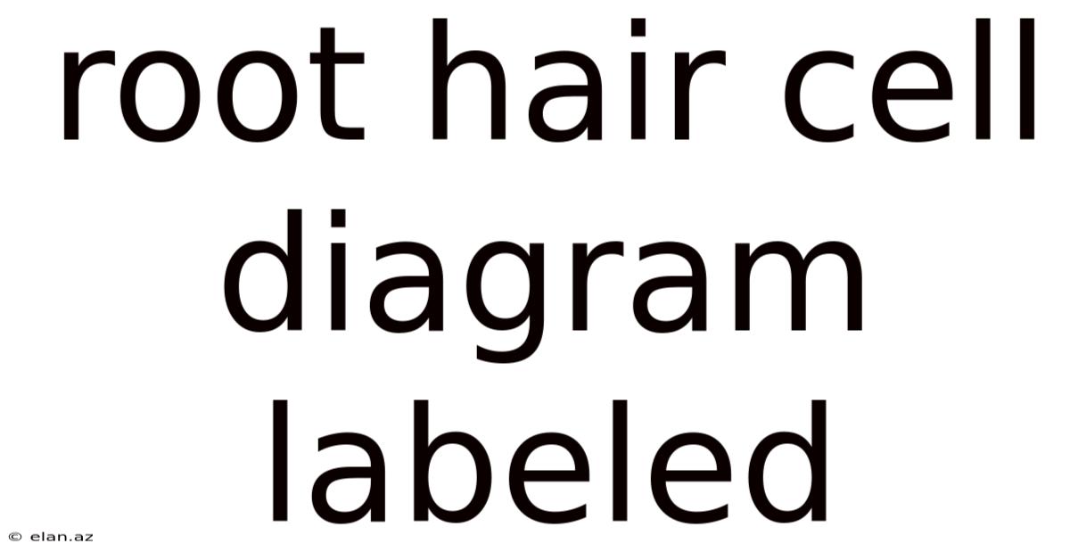 Root Hair Cell Diagram Labeled