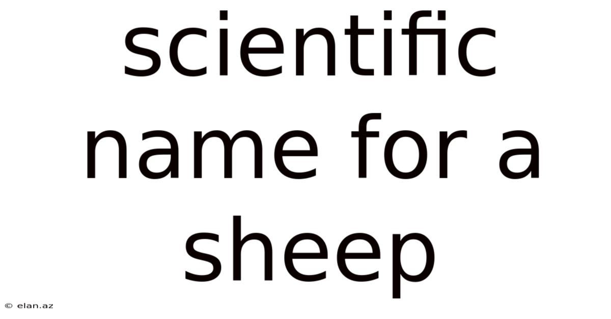 Scientific Name For A Sheep