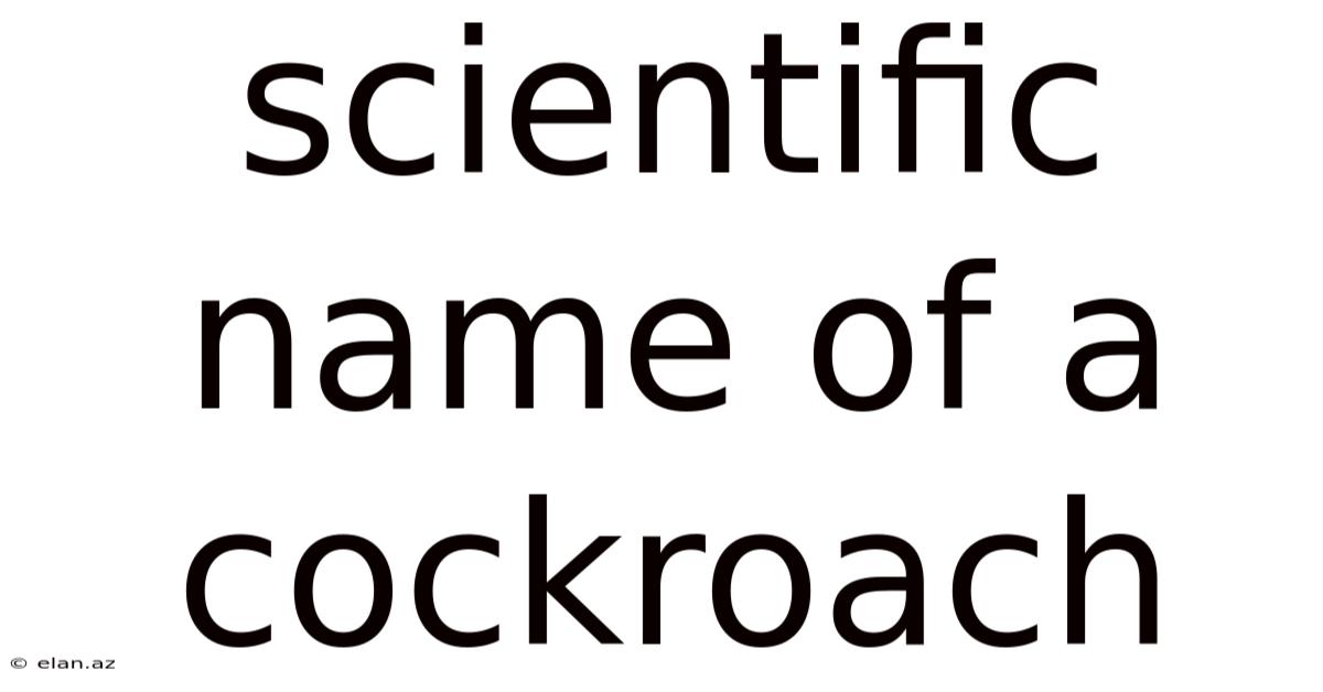Scientific Name Of A Cockroach