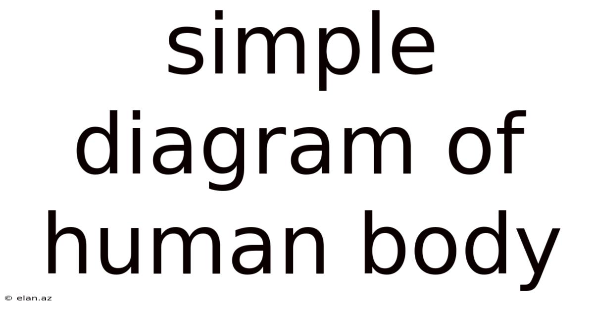 Simple Diagram Of Human Body