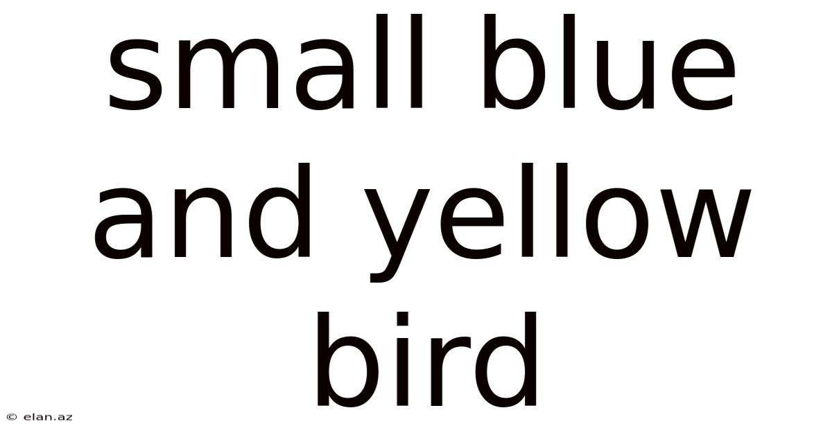 Small Blue And Yellow Bird