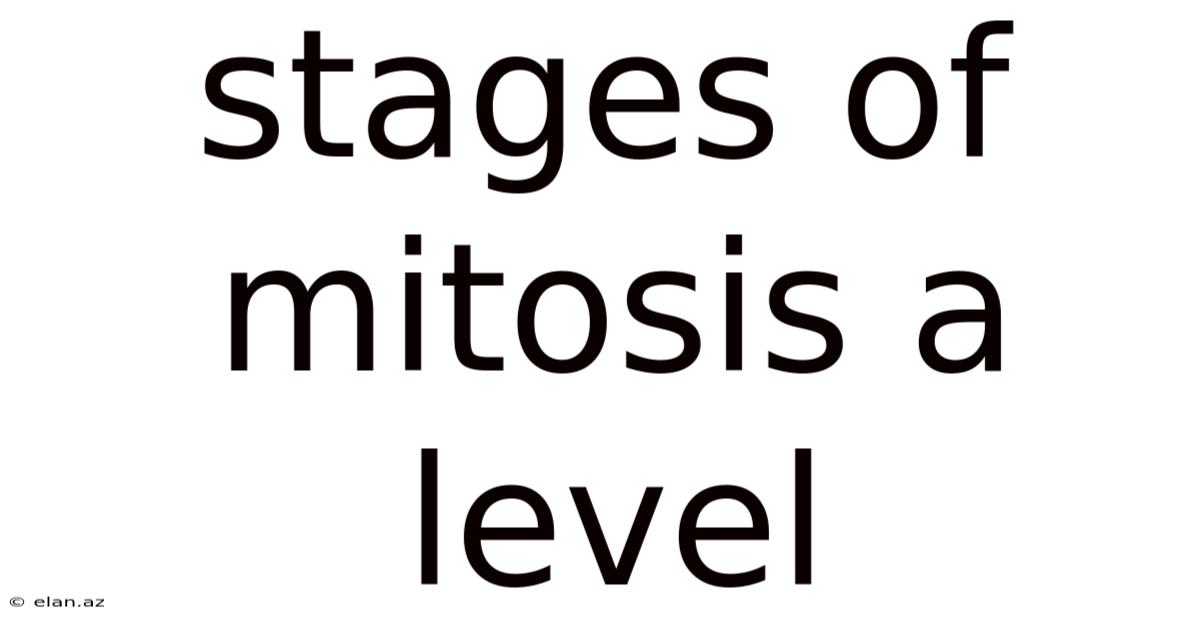 Stages Of Mitosis A Level