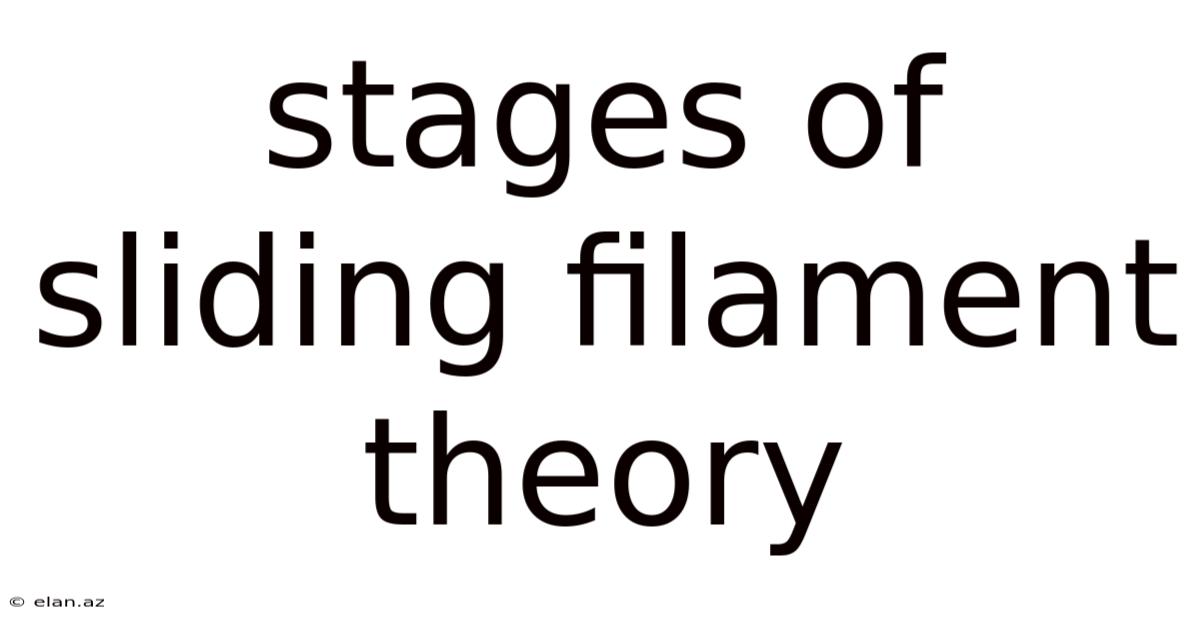 Stages Of Sliding Filament Theory