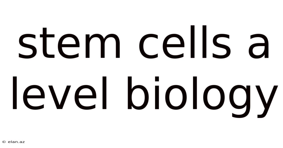 Stem Cells A Level Biology