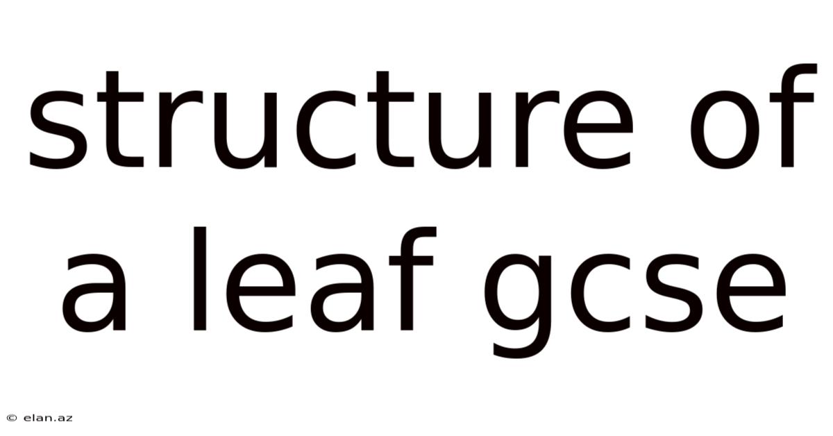 Structure Of A Leaf Gcse
