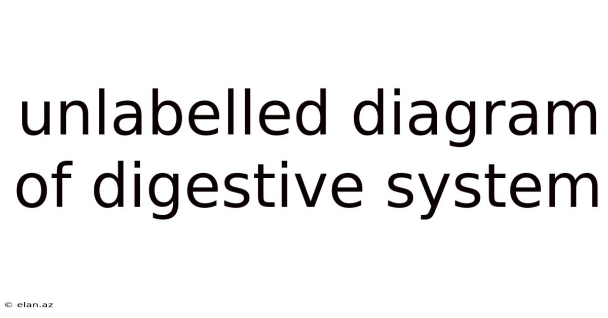 Unlabelled Diagram Of Digestive System