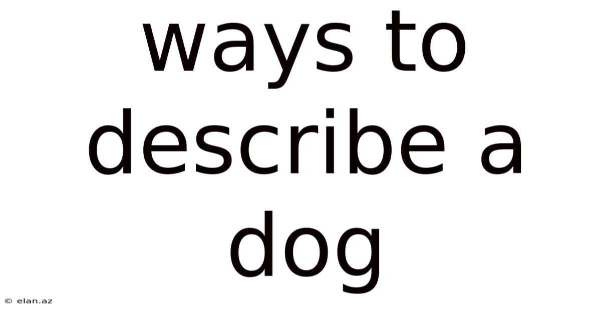 Ways To Describe A Dog