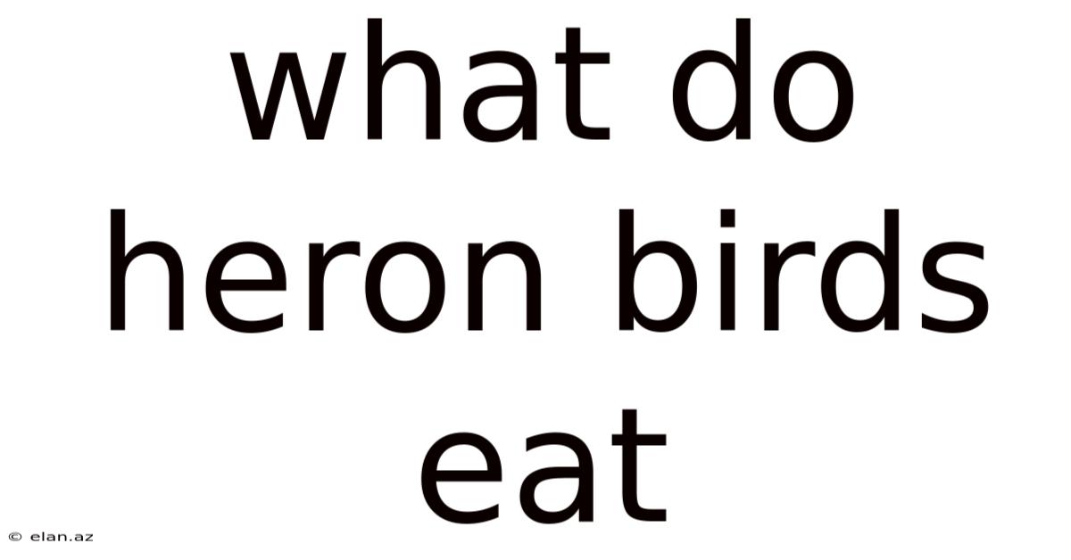 What Do Heron Birds Eat