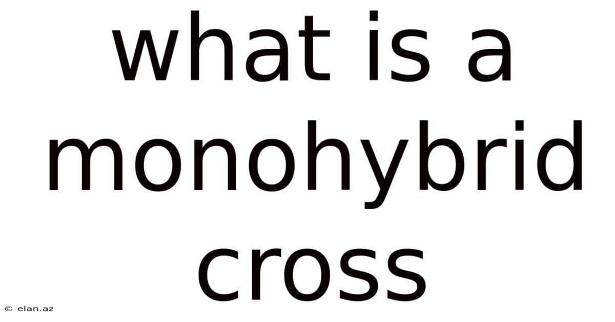 What Is A Monohybrid Cross